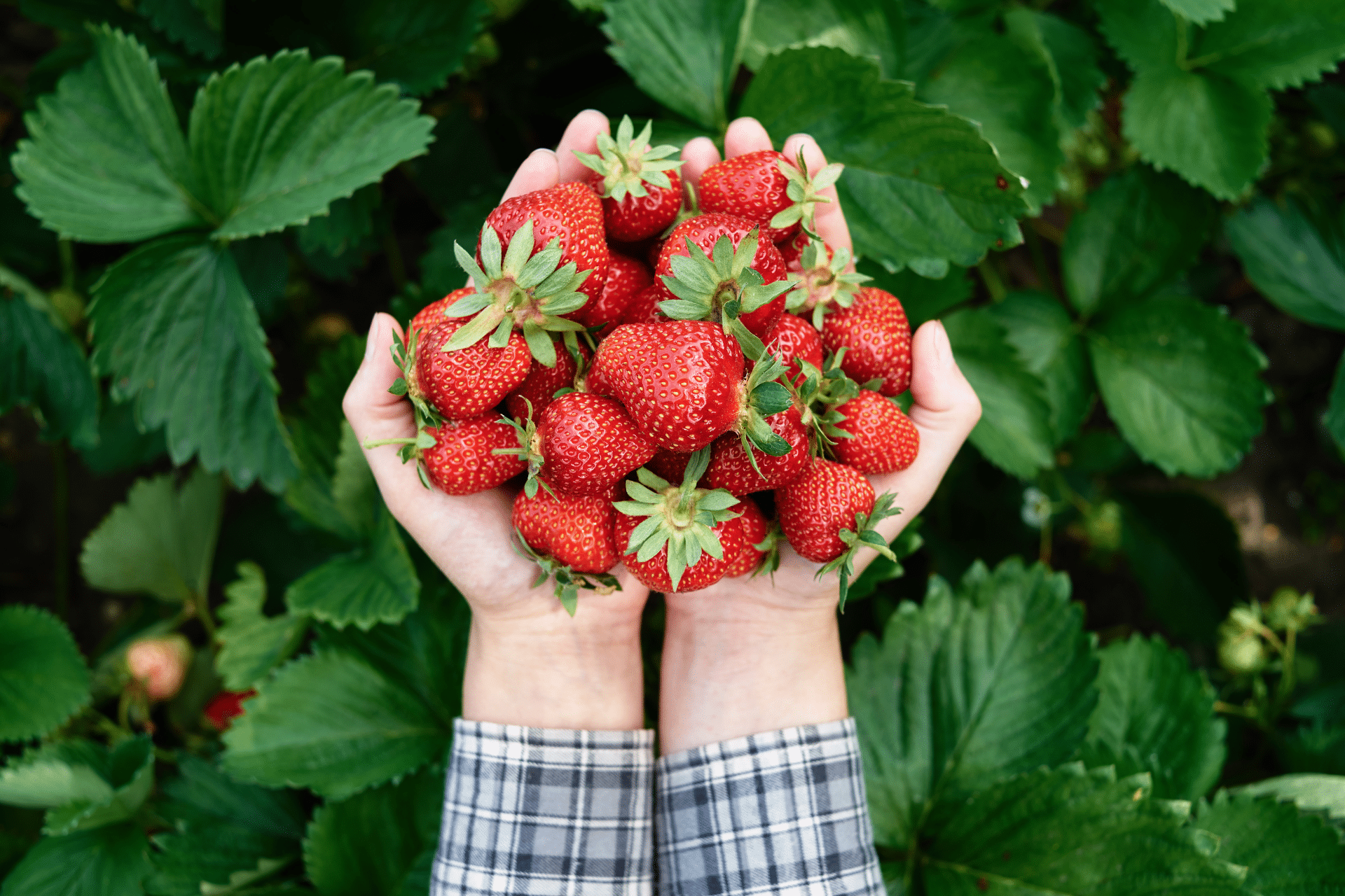 A handful of fresh strawberries, an example from a guide on what foods to avoid with braces.